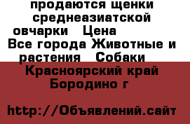 продаются щенки среднеазиатской овчарки › Цена ­ 30 000 - Все города Животные и растения » Собаки   . Красноярский край,Бородино г.